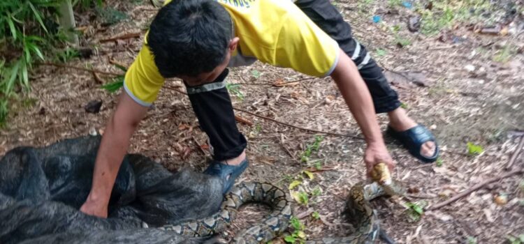 เทศบาลตำบลหนองยวง ออกตรวจสอบและให้ความช่วยเหลือ เหตุพบงูเลื้อยเข้าบ้านเรือนประชาชน หมู่ที่ 2 บ้านห้วยปันจ๊อย ตำบลหนองยวง อำเภอเวียงหนองล่อง จังหวัดลำพูน