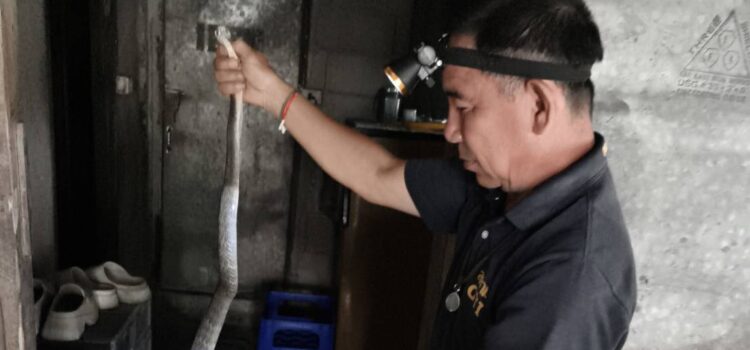 เทศบาลตำบลหนองยวง ลงพื้นที่ตรวจสอบและให้ความช่วยเหลือ เหตุพบงูเลื้อยเข้าบ้านเรือนประชาชน ณ บ้านเลขที่ 5 หมู่ที่ 5 บ้านล้องเครือกวาว ตำบลหนองยวง อำเภอเวียงหนองล่อง จังหวัดลำพูน